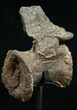 Diplodocus Caudal Vertebra - Dana Quarry #10152-3